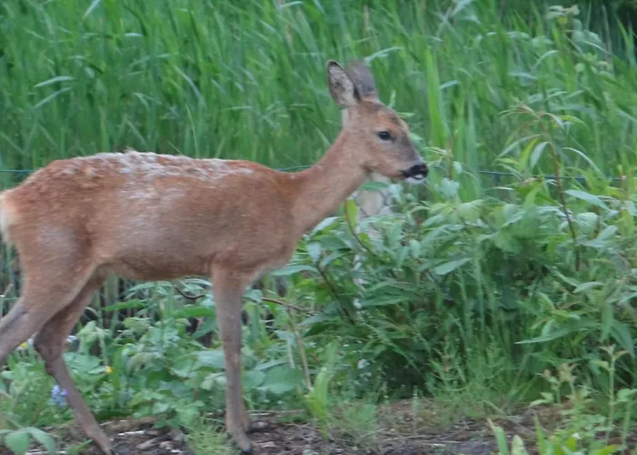 Ferien Am Biotop Appartamento *