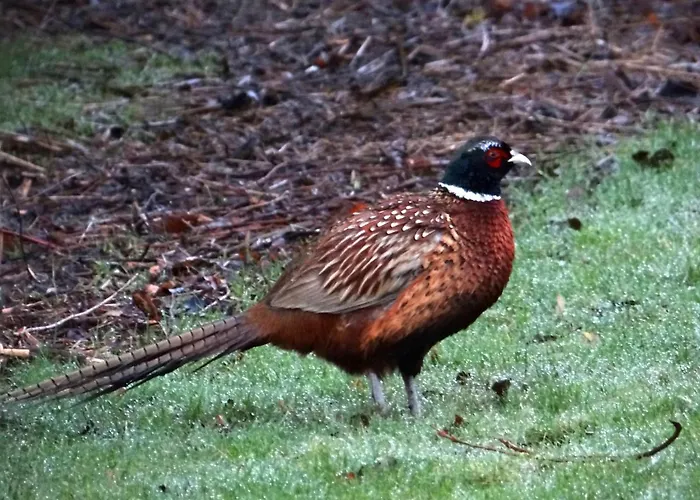 Ferien Am Biotop Appartamento *