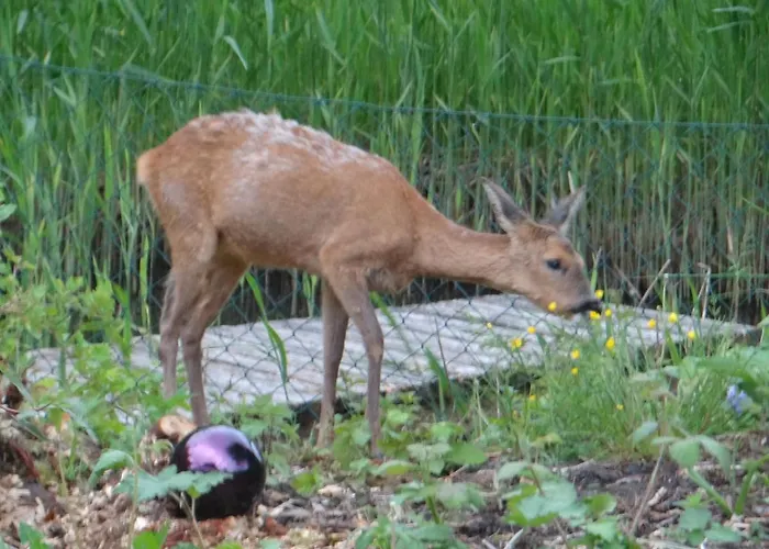 Ferien Am Biotop Appartement