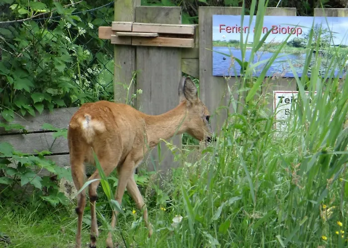 Ferien Am Biotop Appartamento *