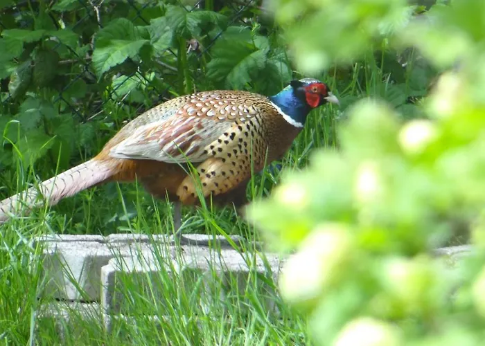 Ferien Am Biotop Rodenäs